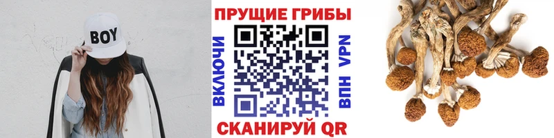 Галлюциногенные грибы мицелий как найти наркотики Красноперекопск